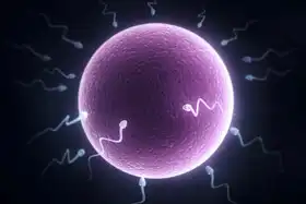 Unknown: Sperm and human egg