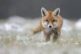 Unknown: Fox