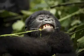 Unknown: Mountain Gorilla, Uganda