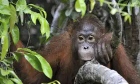 Unknown: Portrait of a young orangutan, Borneo