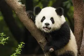 Unknown: Panda on tree