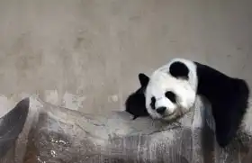 Unknown: Lazy panda