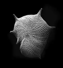 Unknown: Plankton