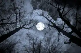 Unknown: Night mysterious landscape