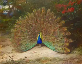 Thorburn, Archibald: Peacock and butterfly