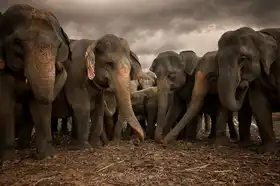 Mullin, Dean: Sri Lankan Elephants