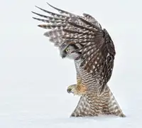 Forns, Alfred: Pouncing !!!!