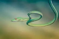 Mp, Hendy: green vine snake