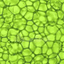 Unknown: Plant cells