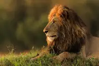 Mei, Massimo: Male lion watching sunrise in Masai Mara