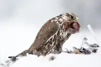 Zygmunt, Milan: Saker Falcon