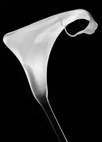 Buye, Pascual Santiago: Calla