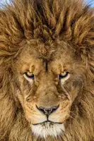 Centioli, Mike: Serious Lion