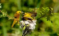 Meng, LM: Yellow warbler feeding Cowbird baby