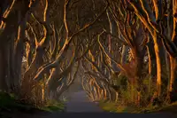 Galus, Piotr: The Dark Hedges in the Morning Sunshine