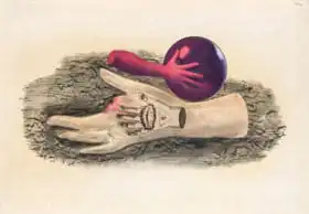 Styrsky, Jindrich: Hand