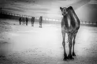 Work, Robert: Wanderers