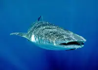 Lindenbaum, A. Gary: Shark in Light