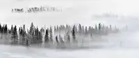 Xu, Mei: Foggy Forest