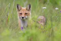 Zeng, Gary: Fox kit in the meadow