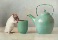 Deelen, van Ellen: The Teapot