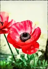 Moonshadow, AlyZe: Red Anemone