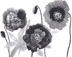 Pushparaj, Neel: Poppies in Black and white