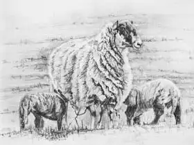 White, Hele: Proud ewe