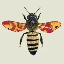 Hough, Sara: Honey Bee