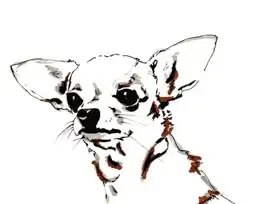 Chambers, Jo: Big Ears the Chihuahua