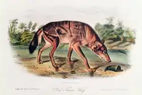 Audubon, John James: Red Wolf from 