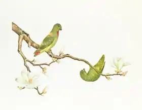 Chinese school: Blue-crowned parakeet, hanging on a magnolia branch, Ch