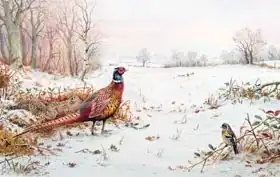 Donner, Carl: Pheasant and bramblefinch in the snow