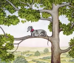 Ditz: The Tree Whippet