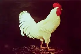 Coffee, Dory: Rooster