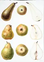Eden, Margaret Ann: Six Pears