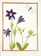 French school (18th century): PD.126-1973f.23 Anemone pulsatilla, Primula veris and a Cabbage White Butterfly