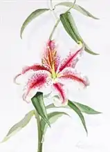 Godlewska de Aranda, Izabella: Lily