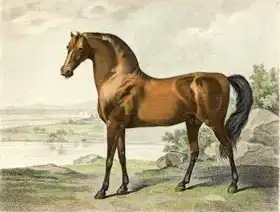 Stubbs, George: Warren Hastings