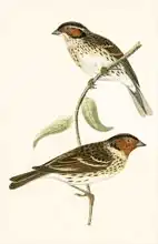 English school (19th century): Little Bunting, illustration from 