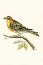 English school (19th century): Serin Finch, illustration from 