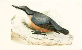 English school (19th century): Dalmatian Nuthatch, illustration from 