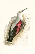 English school (19th century): Wall Creeper, illustration from 
