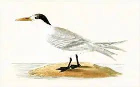 English school (19th century): Allied Tern, illustration from 