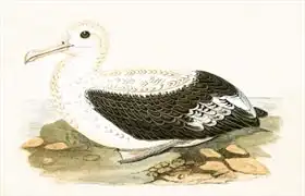 English school (19th century): Wandering Albatross, illustration from 