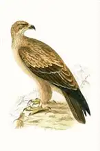 English school (19th century): Tawny Eagle, illustration from 
