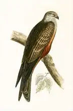 English school (19th century): Black Kite, illustration from 
