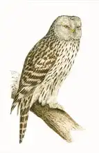 English school (19th century): Ural Owl, illustration from 