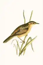 English school (19th century): Aquatic Warbler, illustration from 