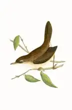 English school (19th century): Cetti